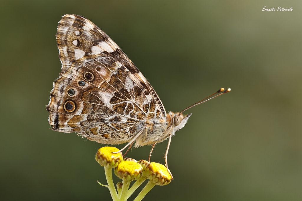 Farfalla da identificare: Vanessa cardui - Nymphalidae